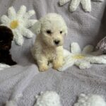 Casper (maltipoo) 5