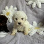 Casper (maltipoo) 1
