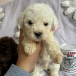 Casper (maltipoo) 4