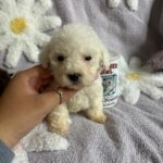 Casper (maltipoo) 3