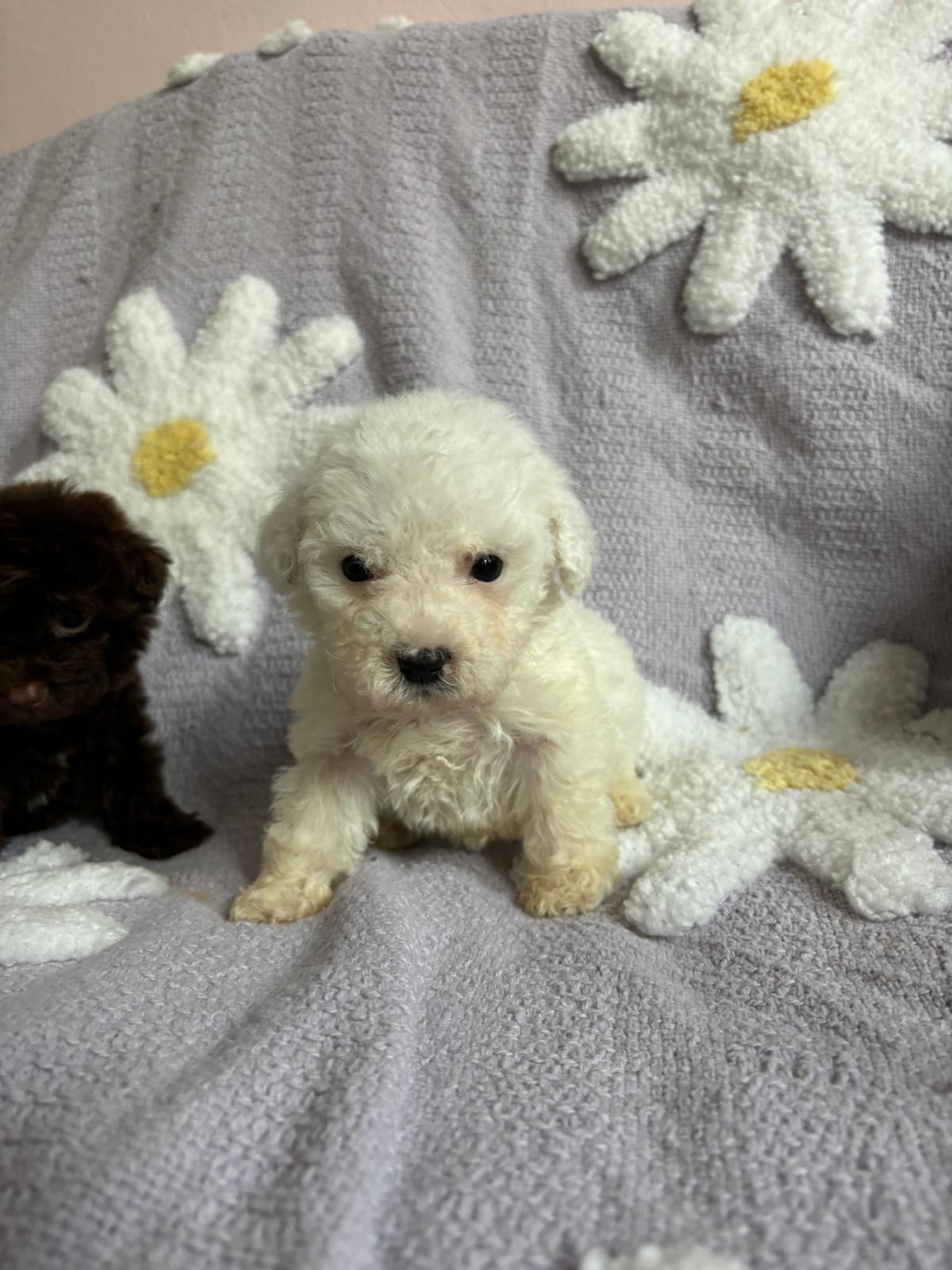 Casper (maltipoo)