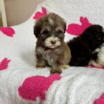 Gigi (maltipoo) 5