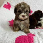 Gigi (maltipoo) 1