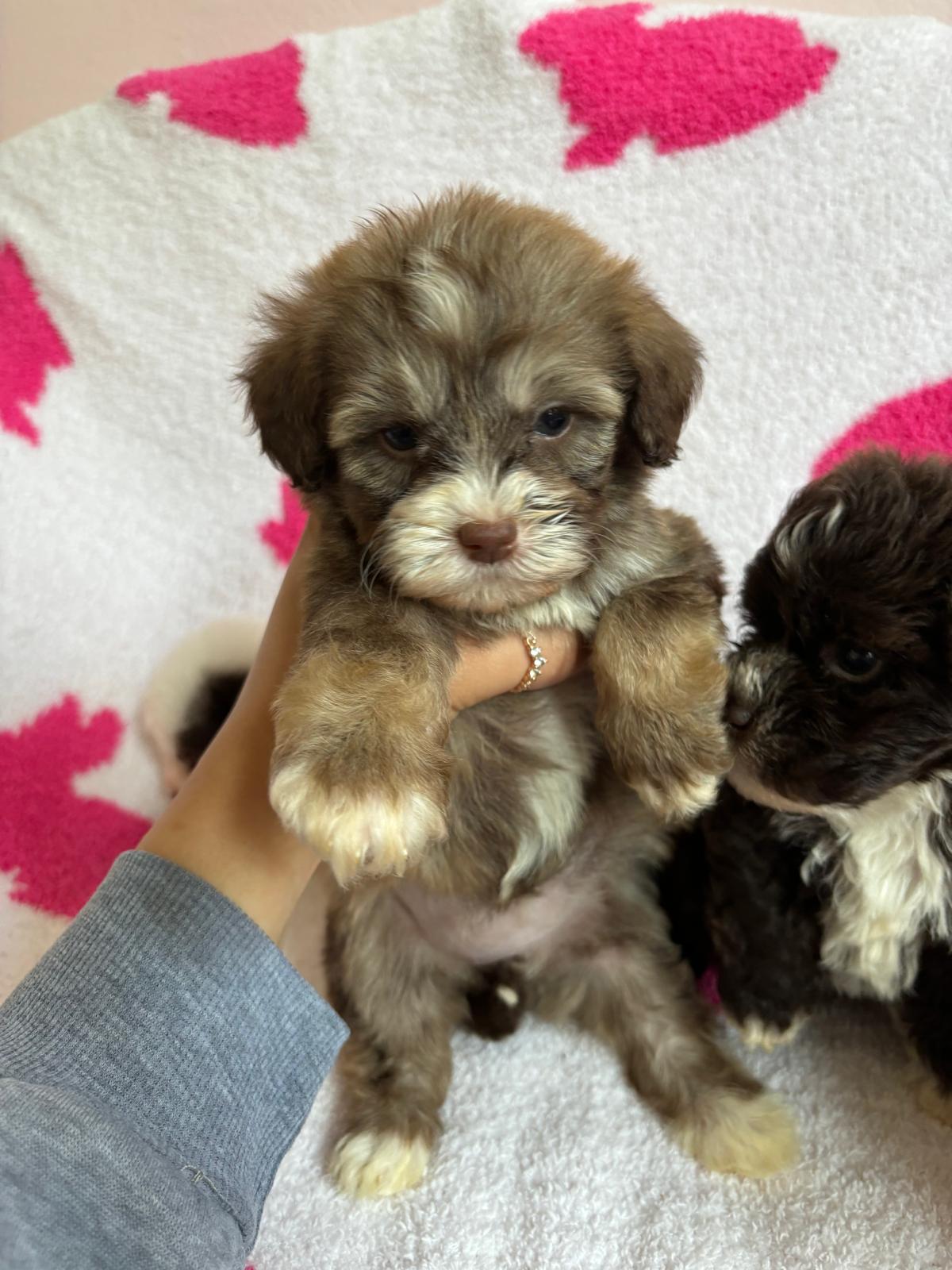 Gigi (maltipoo)