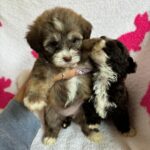 Gigi (maltipoo) 3