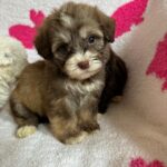 Gigi (maltipoo) 2