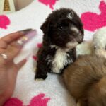 Jelly Bean (maltipoo) 3