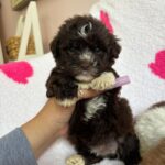 Jelly Bean (maltipoo) 2