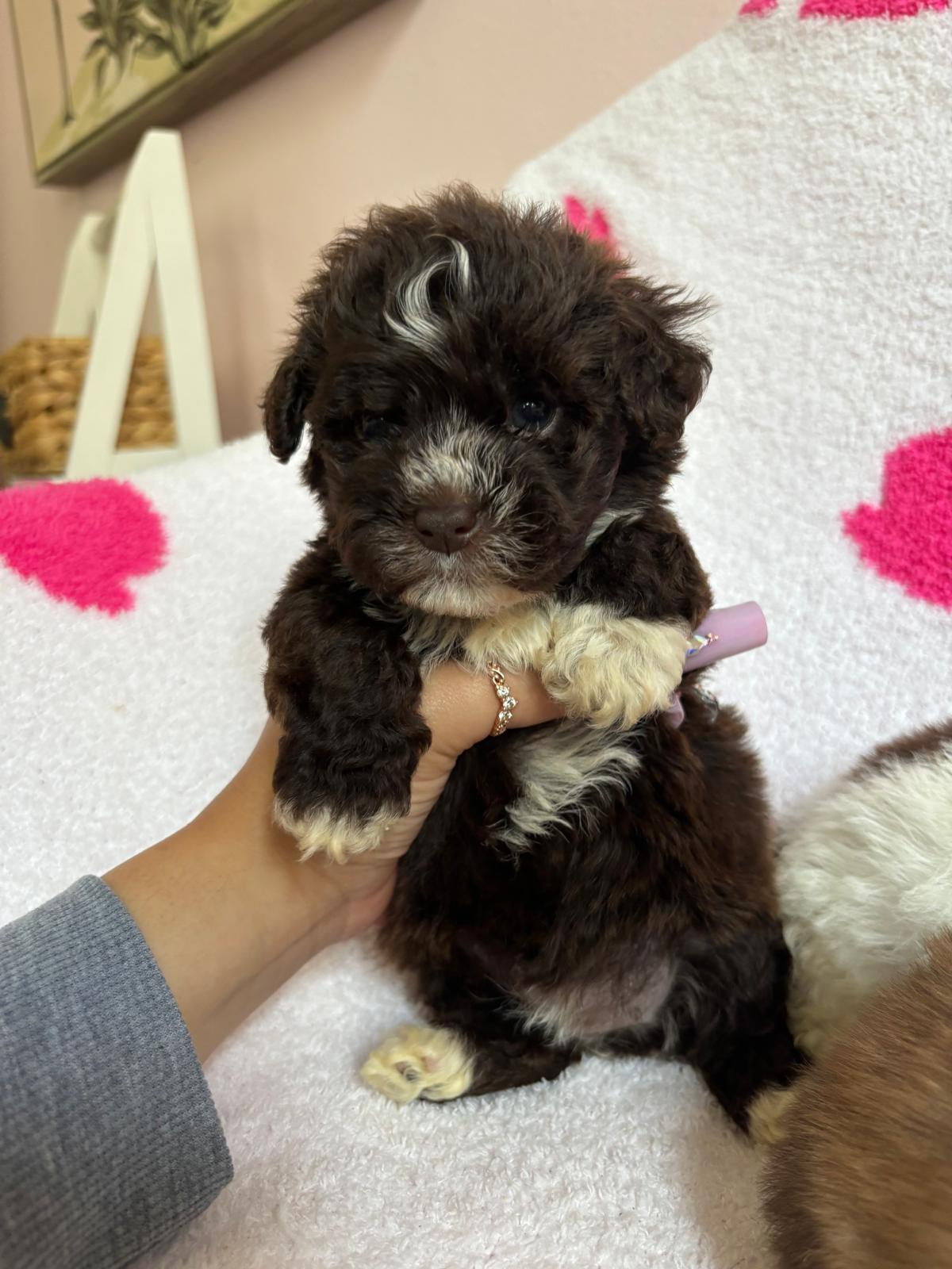Jelly Bean (maltipoo)