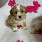 Olive (maltipoo) 1
