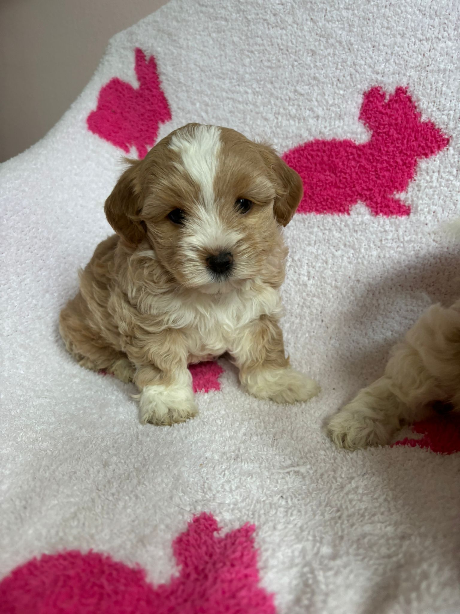 Olive (maltipoo)