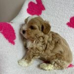 Olive (maltipoo) 2