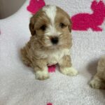 Olive (maltipoo) 3