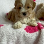 Olive (maltipoo) 4
