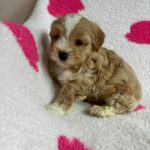 Olive (maltipoo) 5
