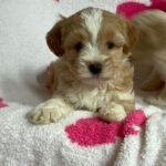 Olive (maltipoo) 6