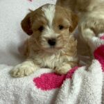 Olive (maltipoo) 7