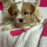 Olive (maltipoo) 8