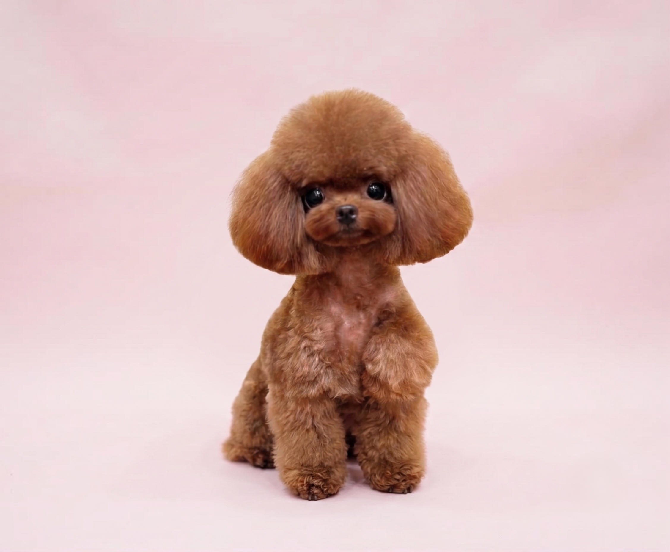Poodle