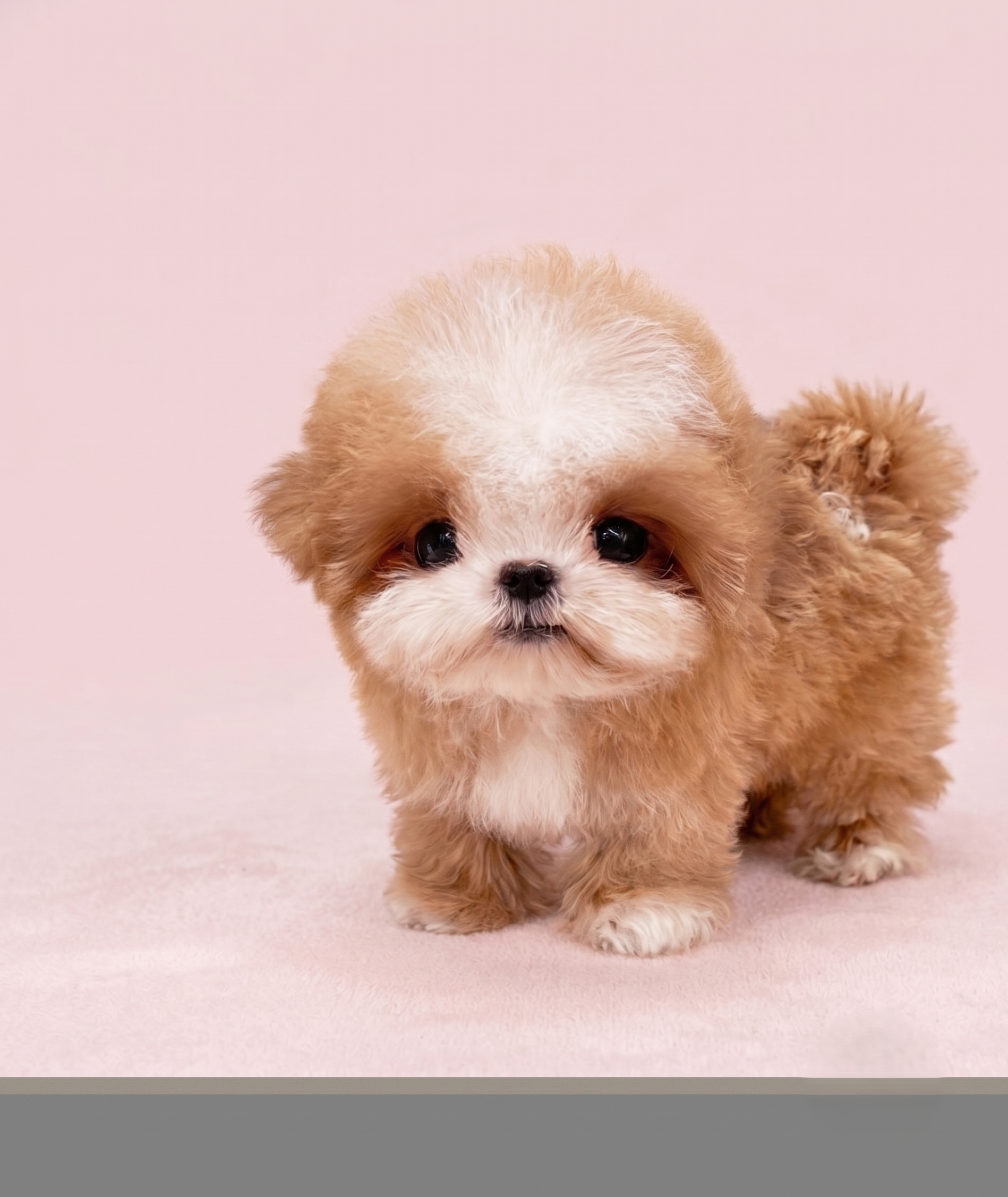 Maltipoo