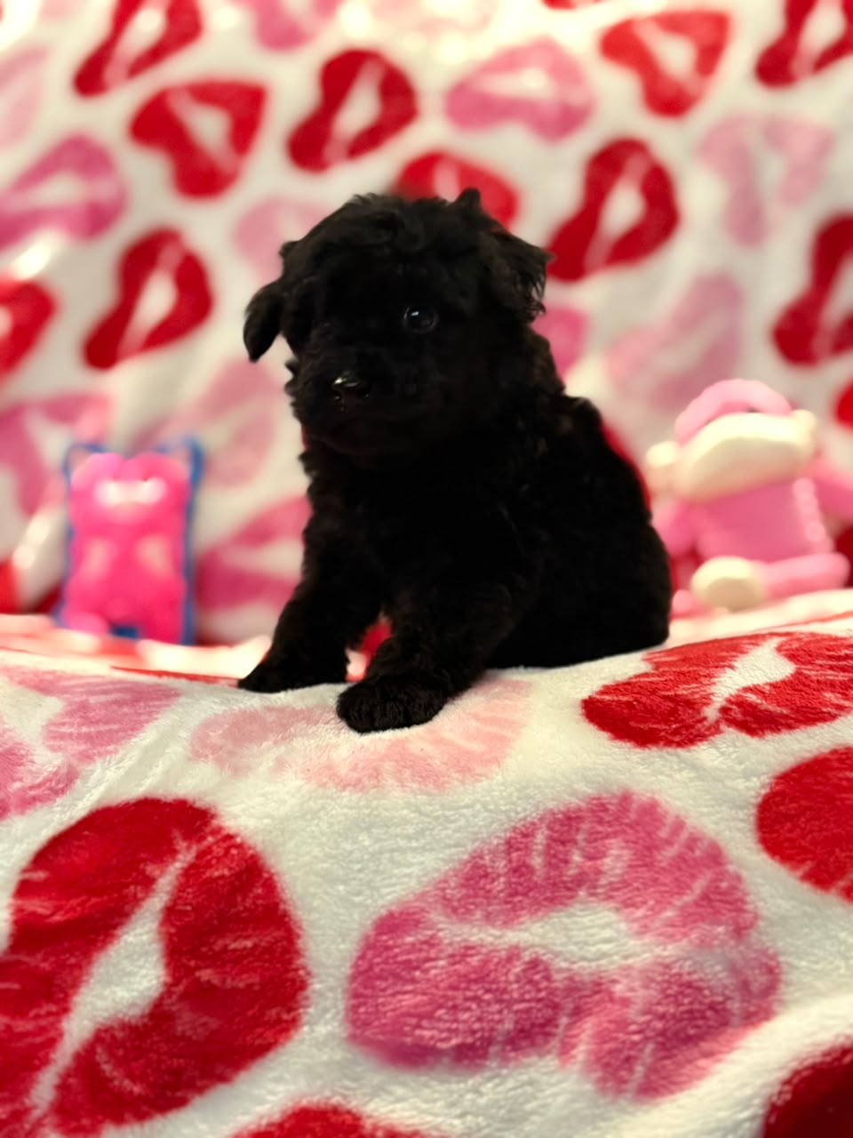Mickey the Poodle