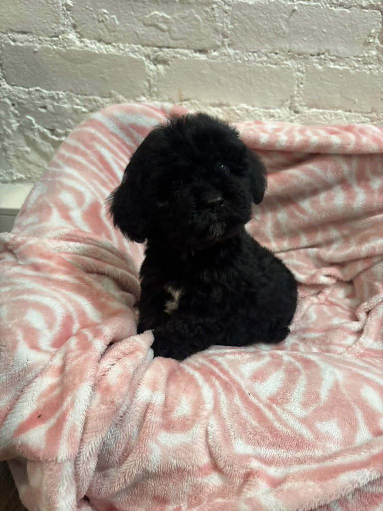Cavapoo