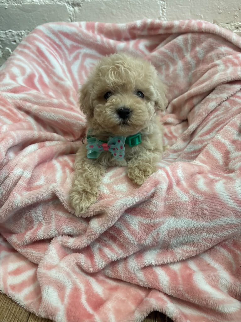 Olive the Maltipoo