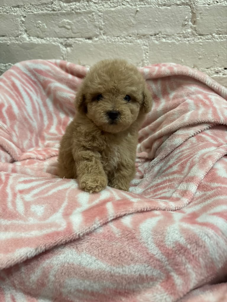 Daphne the Poodle