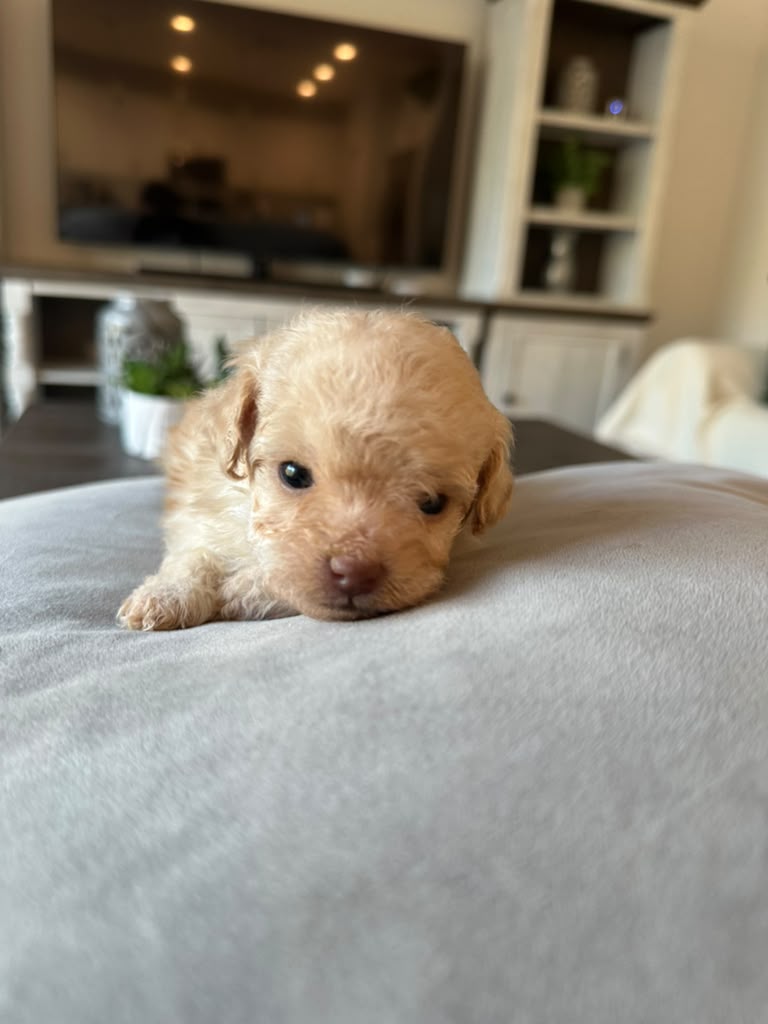 Timmy the Pomapoo