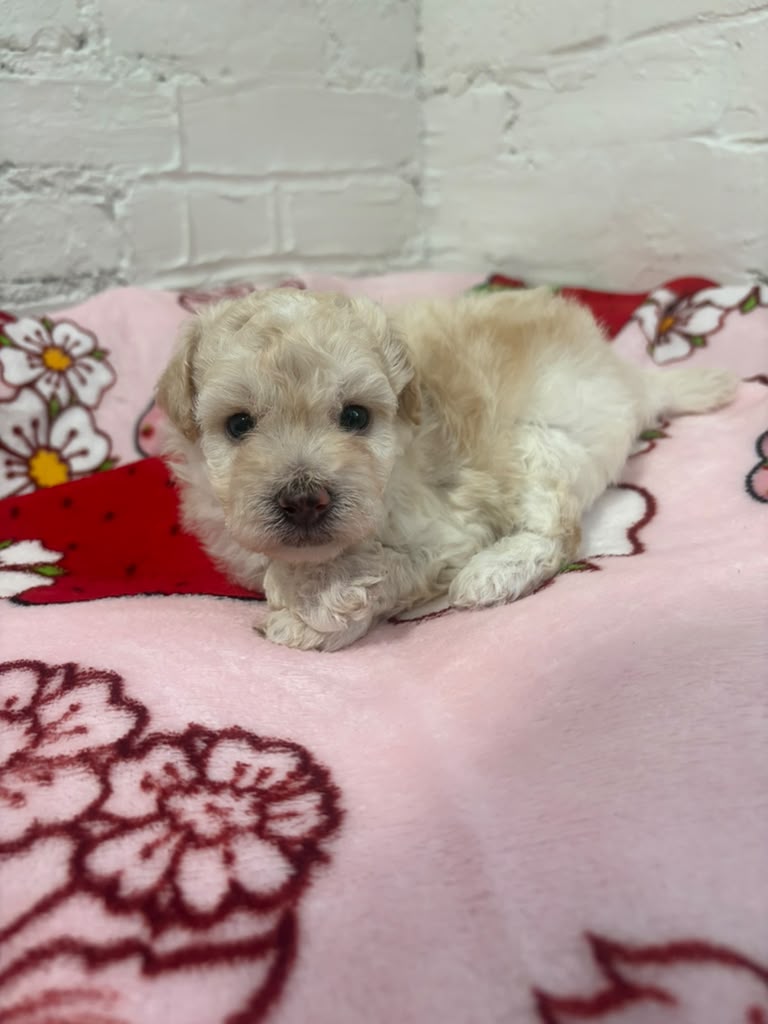 Bobby the Pomapoo