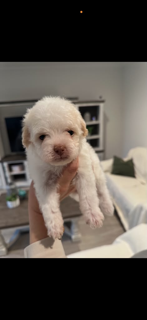 Snow the Pomapoo