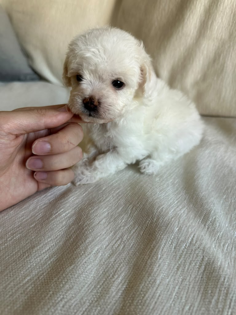 Marshmallow the Pomapoo