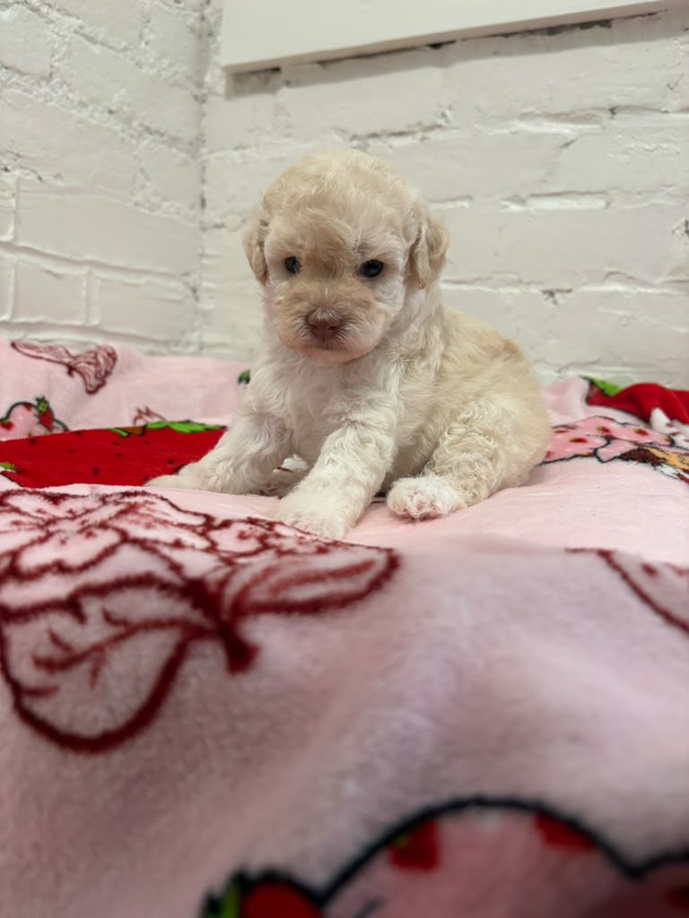 Daisy the Pomapoo