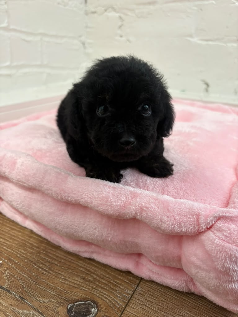 Charlie the Poodle