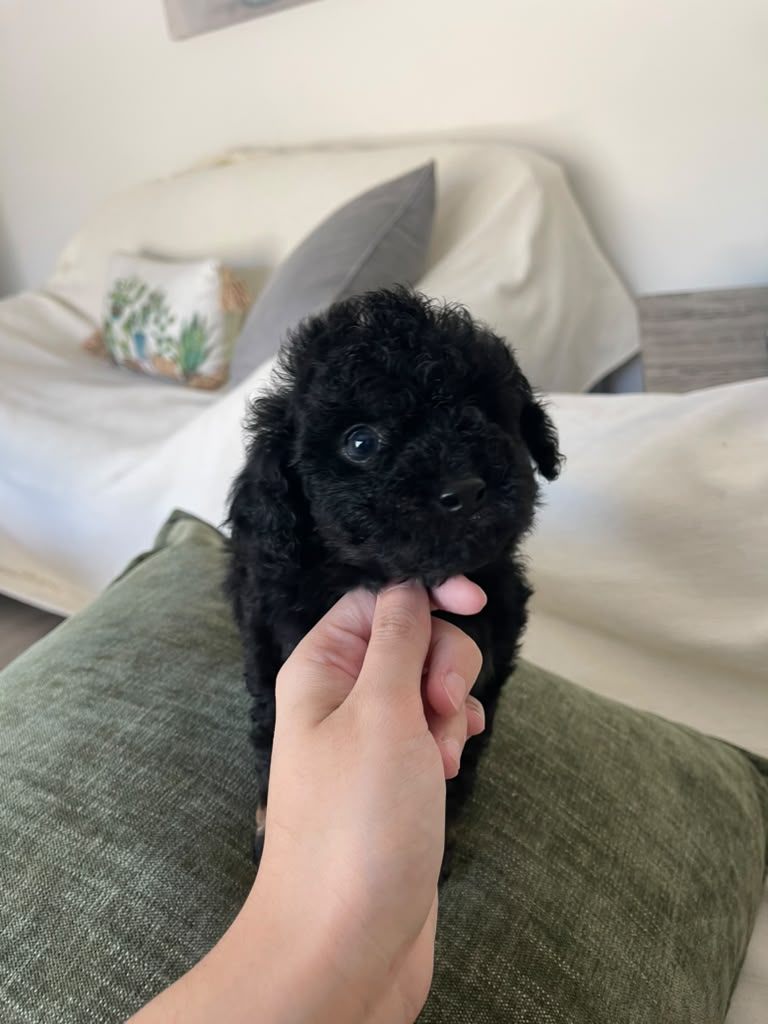 Luna the Poodle