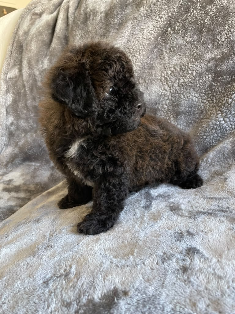 Brownie the Poodle