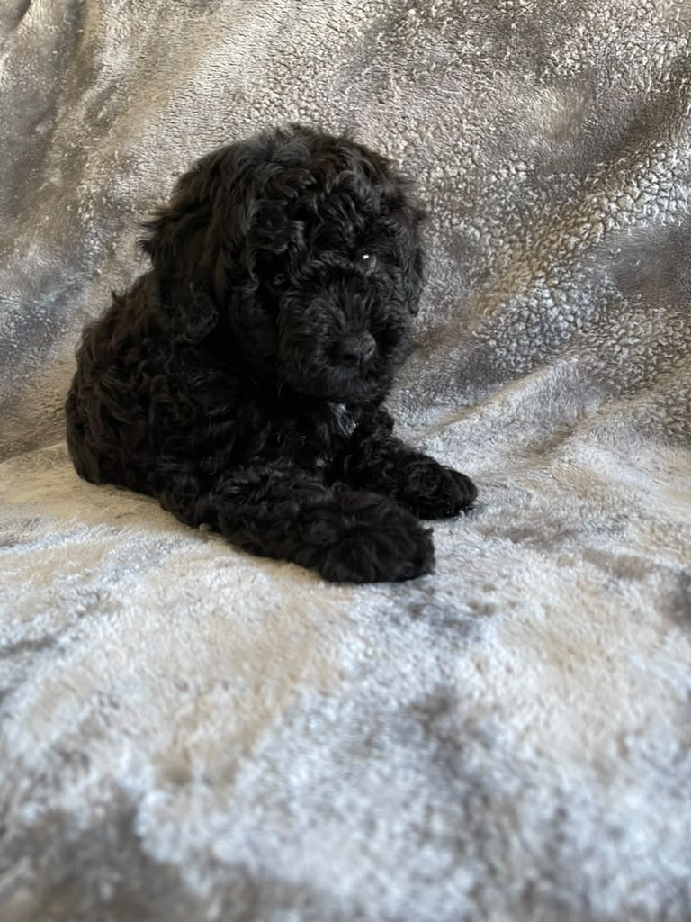Boo the Poodle