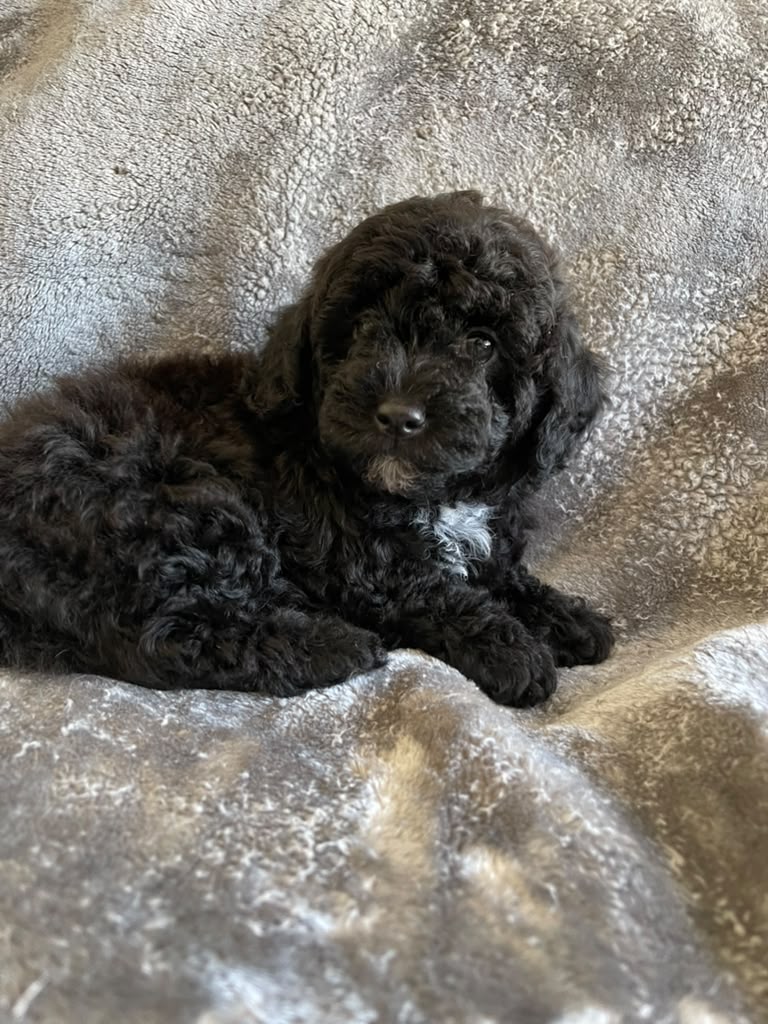 Scarlet the Poodle