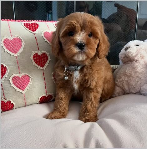 Cavapoos