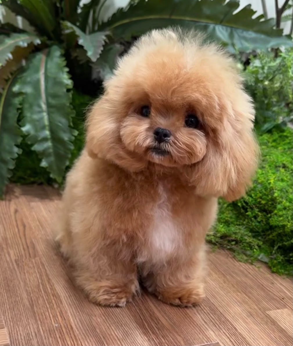 Poodles