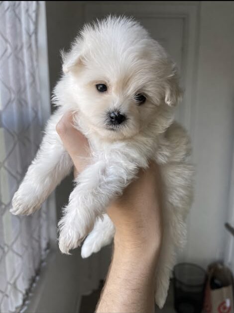 Snow White the Pomapoo