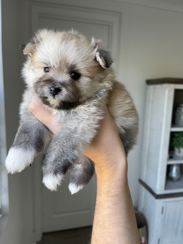 Mikey the Pomapoo