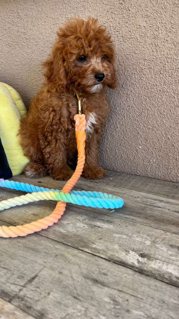 Joey the Cavapoo