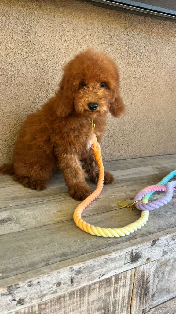 Tatum the Cavapoo