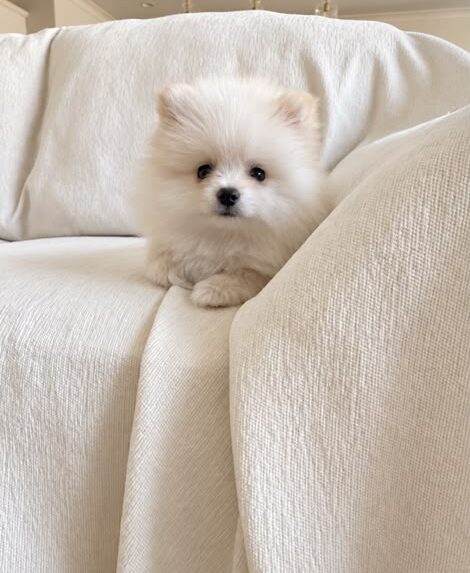 Oswald the Pomeranian