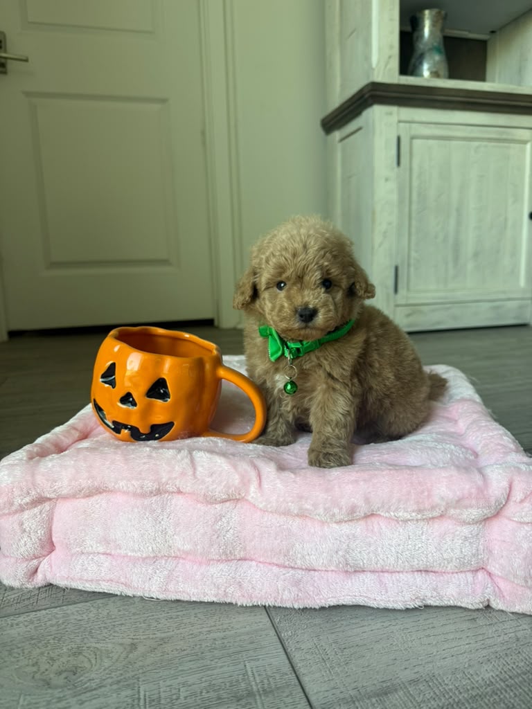 Teddy the Poodle