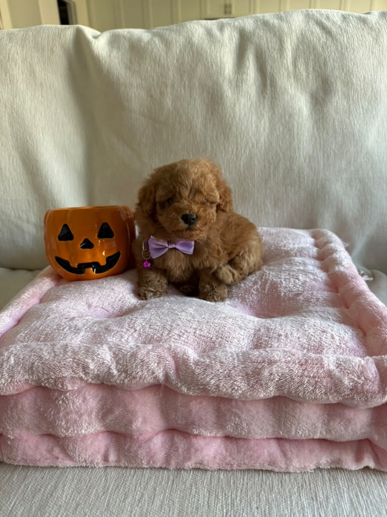 Boo the Poodle