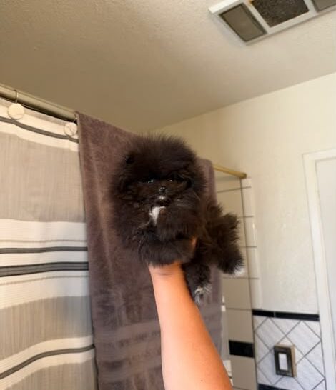 Spooky the Pomeranian