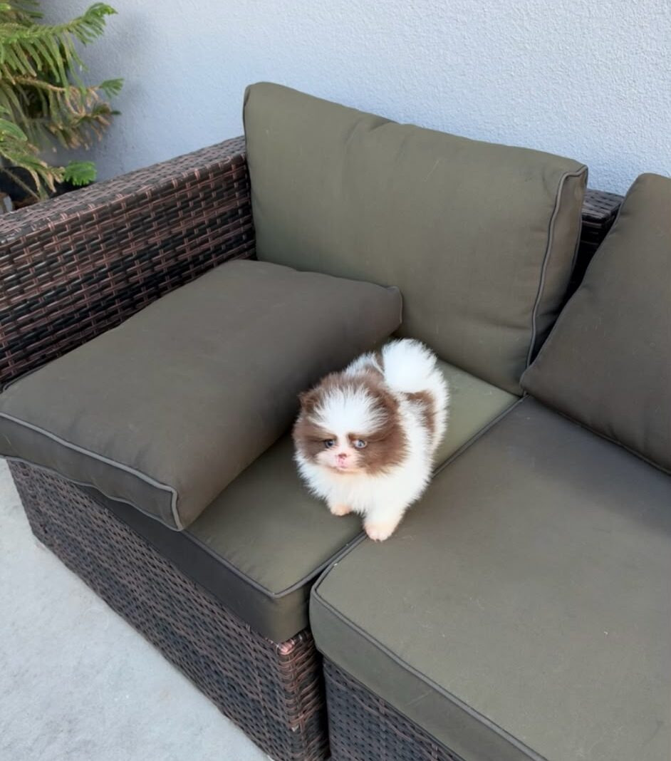 Pumpkin the Pomeranian