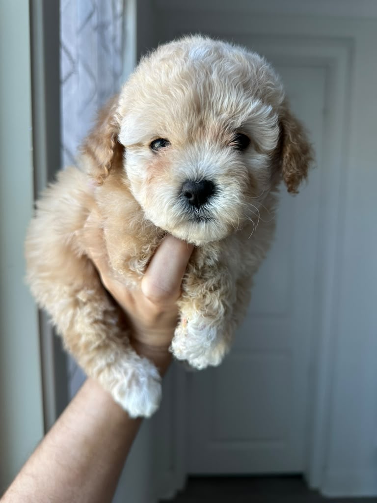Cookie the Maltipoo